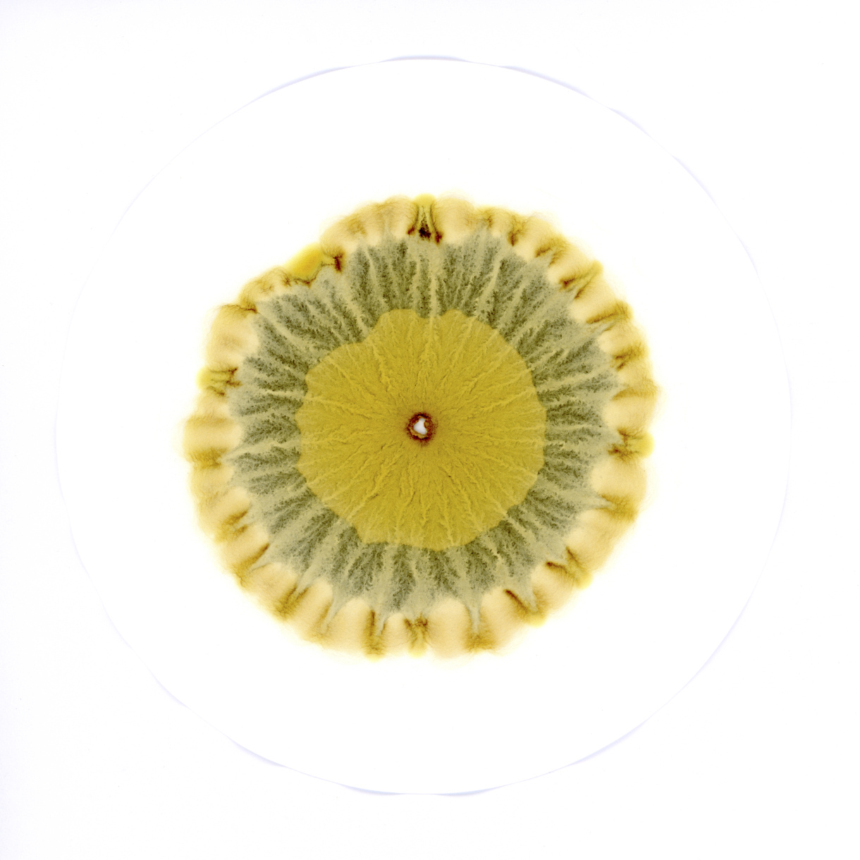 silver nitrate photogram of soil from michael colliery