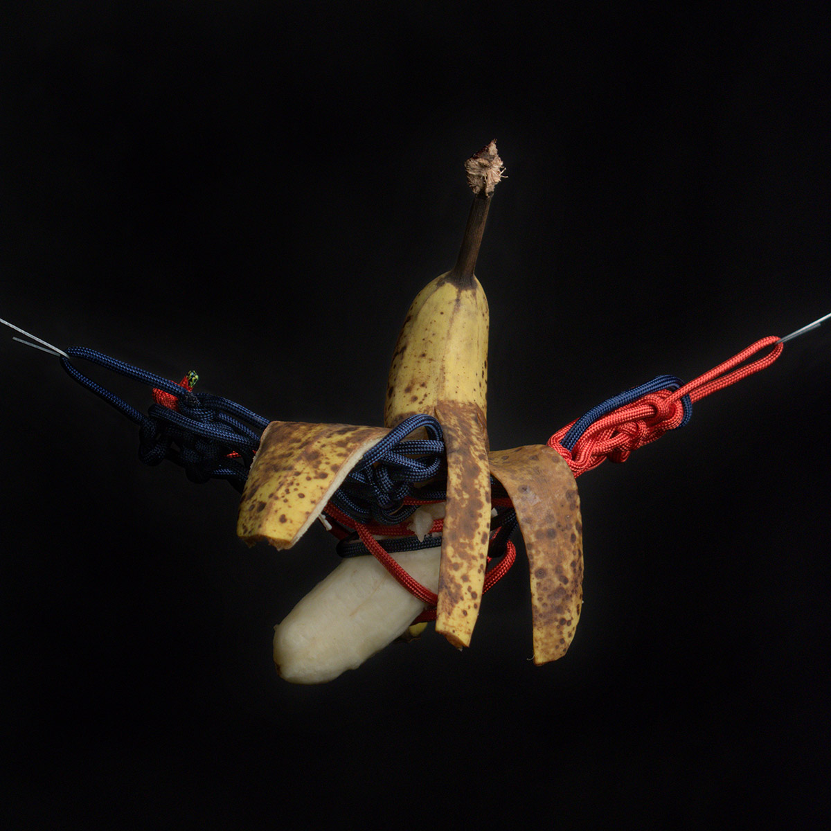 A banana partially peeled and bent at an odd angle, suspended by knotted red and blue rope in front of a black background.