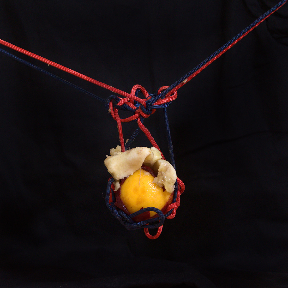A partially peeled nectarine with banana flesh squashed on top, suspended by blue and red knotted rope in front of a black background.