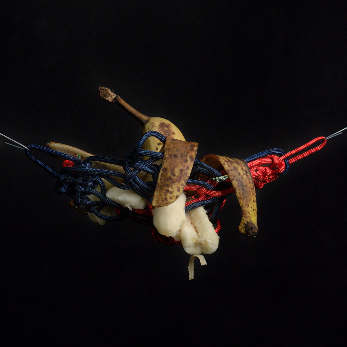 A banana partially peeled and the exposed banana flesh squashed and broken apart, suspended by knotted red and blue rope in front of a black background.