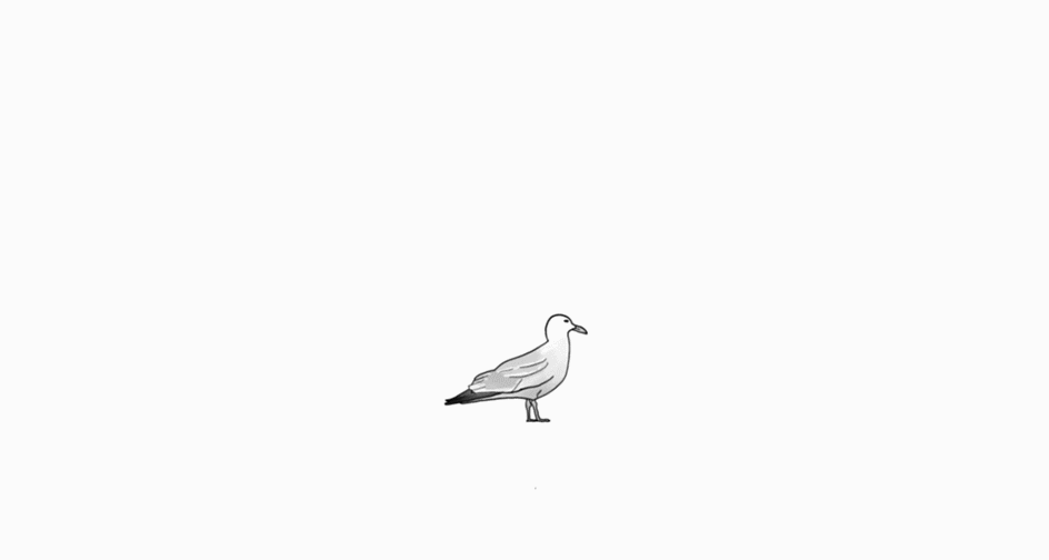 seagull