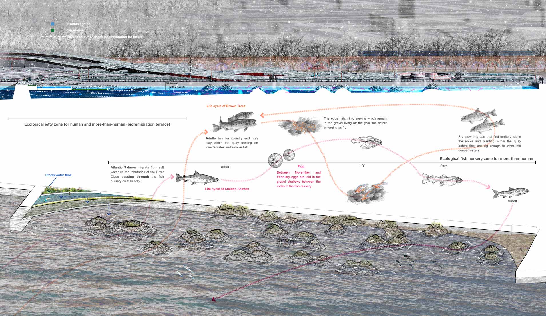 Ecological jetty zone for human and more-than-human (bio-remediation terrace) and ecological fish nursery for more-than-human