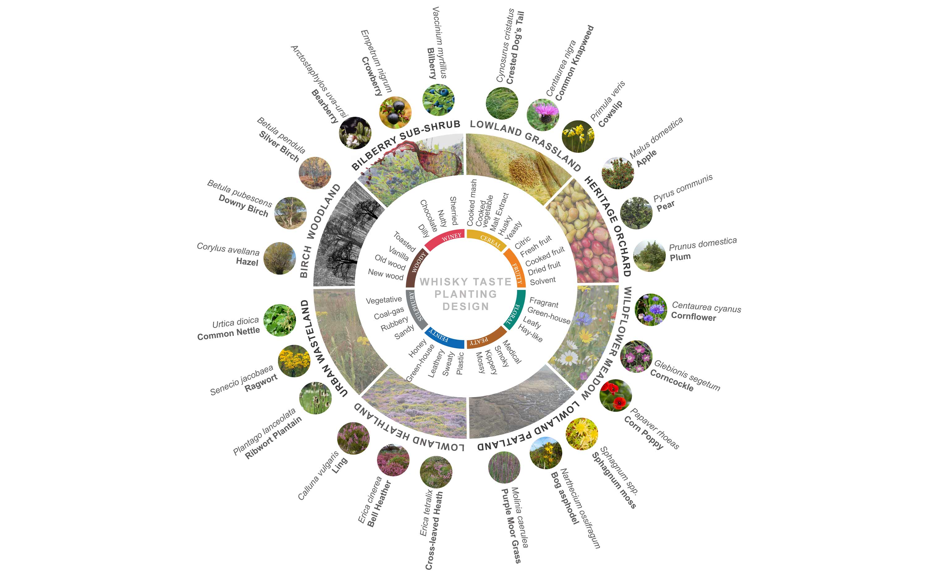 Whisky Taste Planting Wheel / mosaic of designed habitats creation