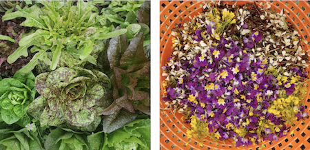 Photograph of different varieties of lettuce growing together and a photograph of edible flowers in an orange basket