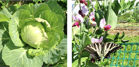 Photograph of a growing cabbage and a photograph of a butterfly on flowers