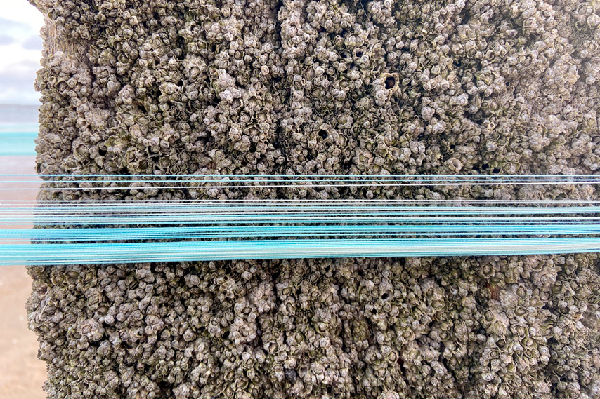 Close up view of blue stands of yarn sitting on the horizontal centre of the image, in front of a barnacle-covered groyne. 