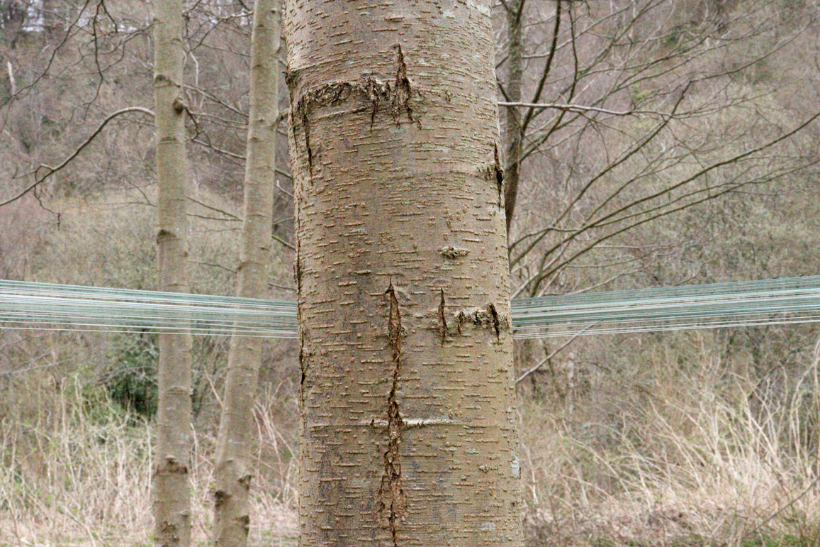 Close up face on view of a tree with strands of green yarn around the back and heading off either side of the image. 