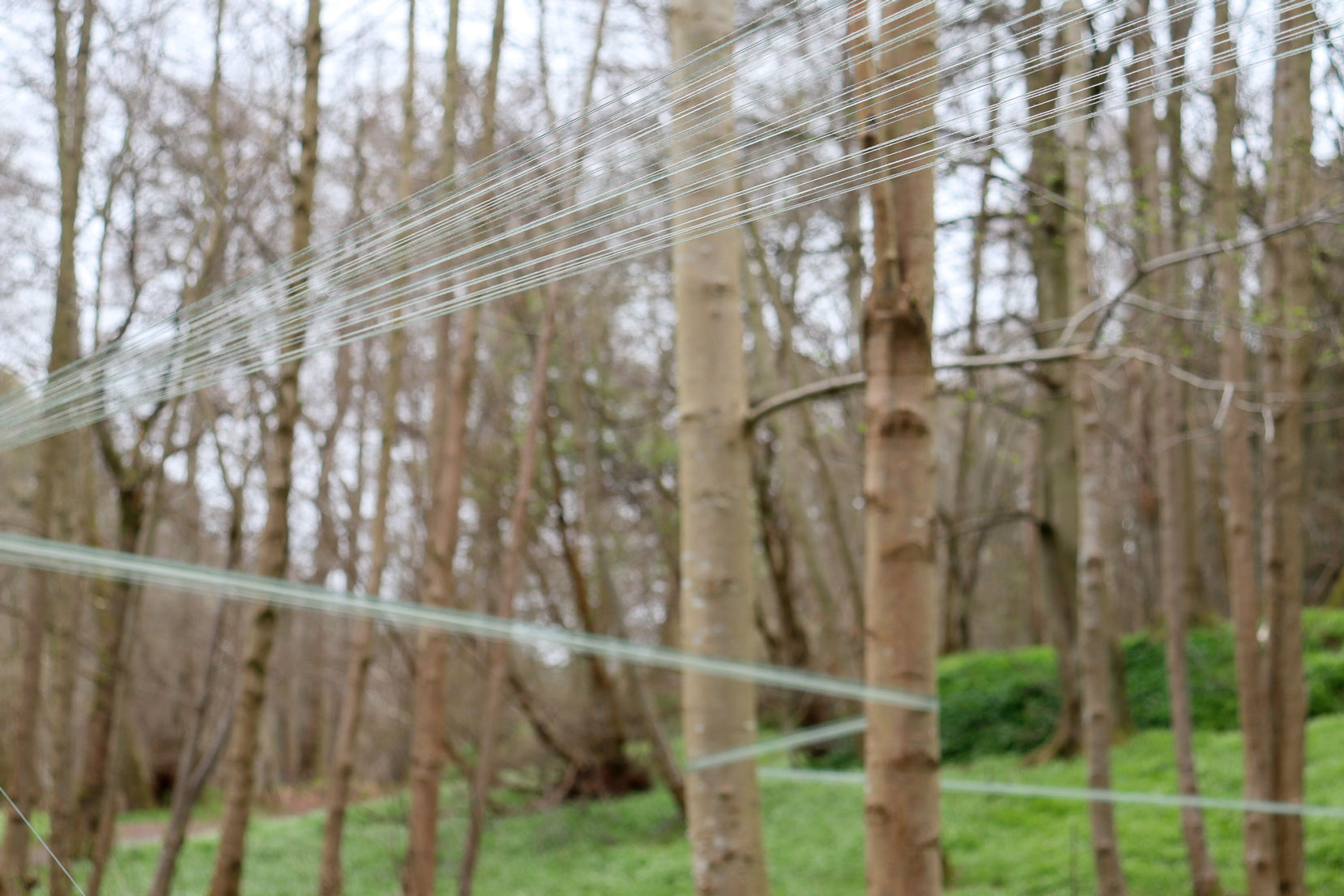 Strands of green yarn zig-zagging through a group of trees in a forest. 