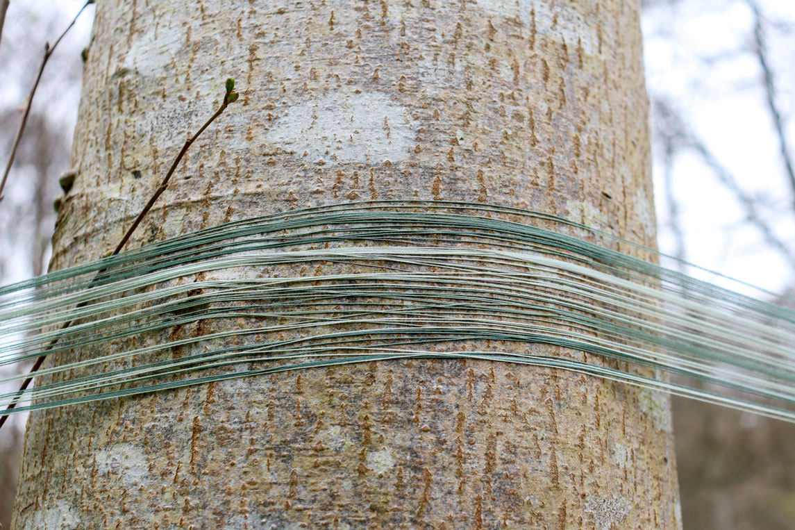 Looking up to a tree that has a selection of fine green yarn passing around it. 