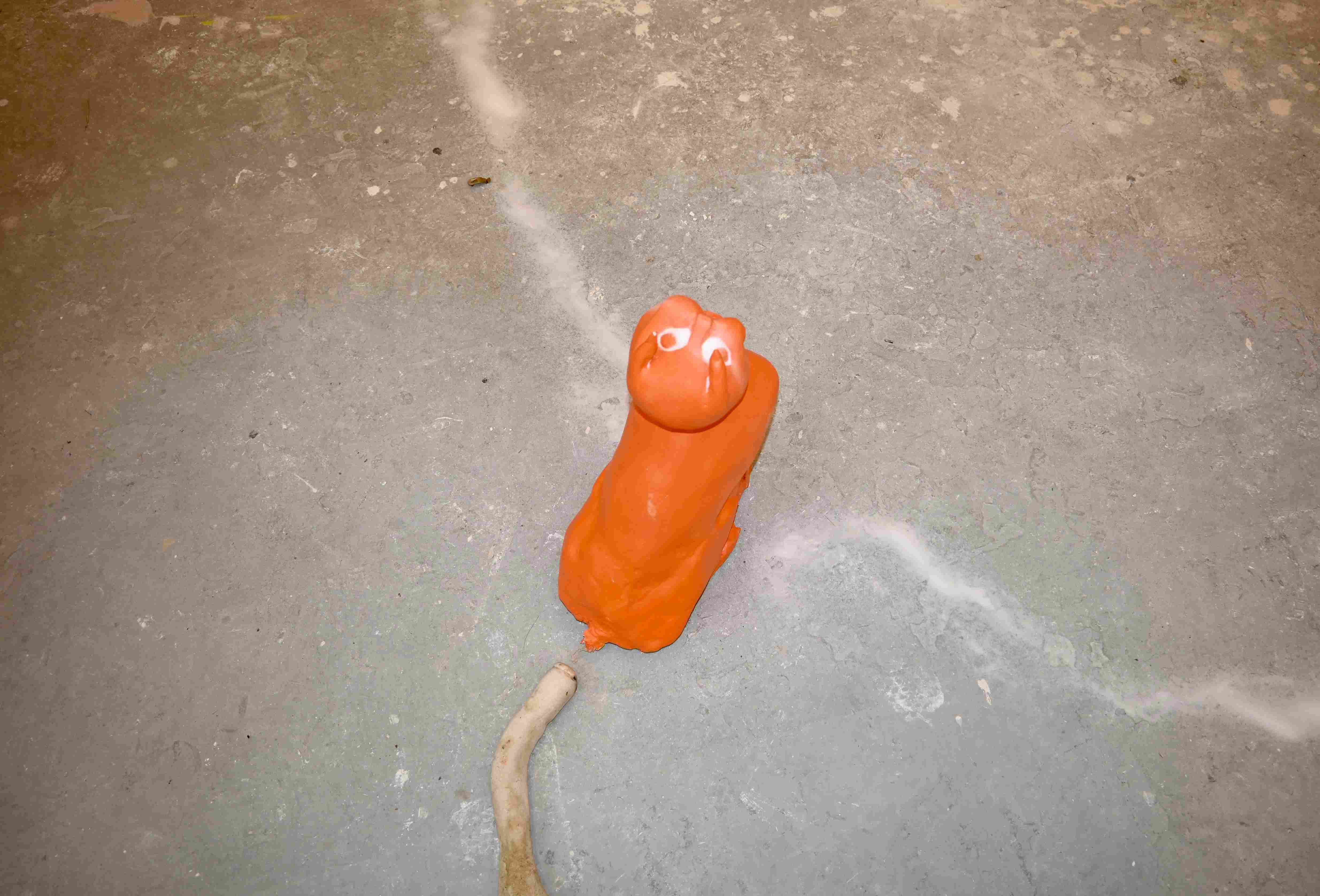 cat and leek covered in salt on a dirty floor