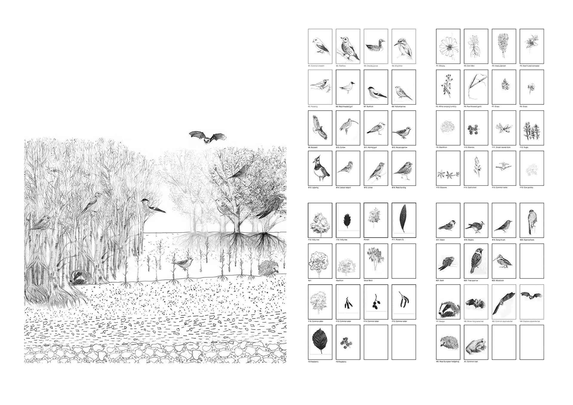 Species_catalogue_all