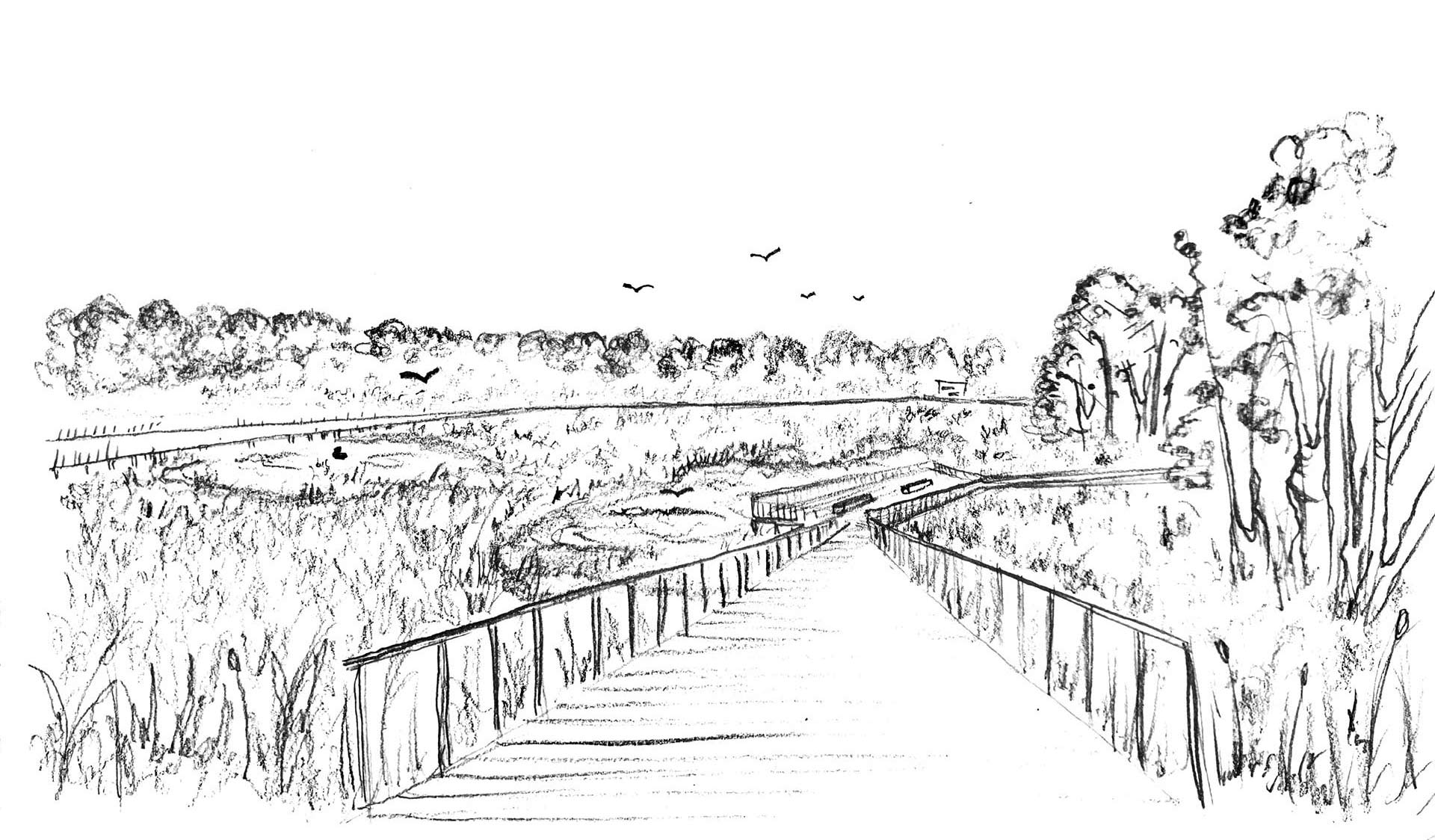 Pencil sketch of the wetland area