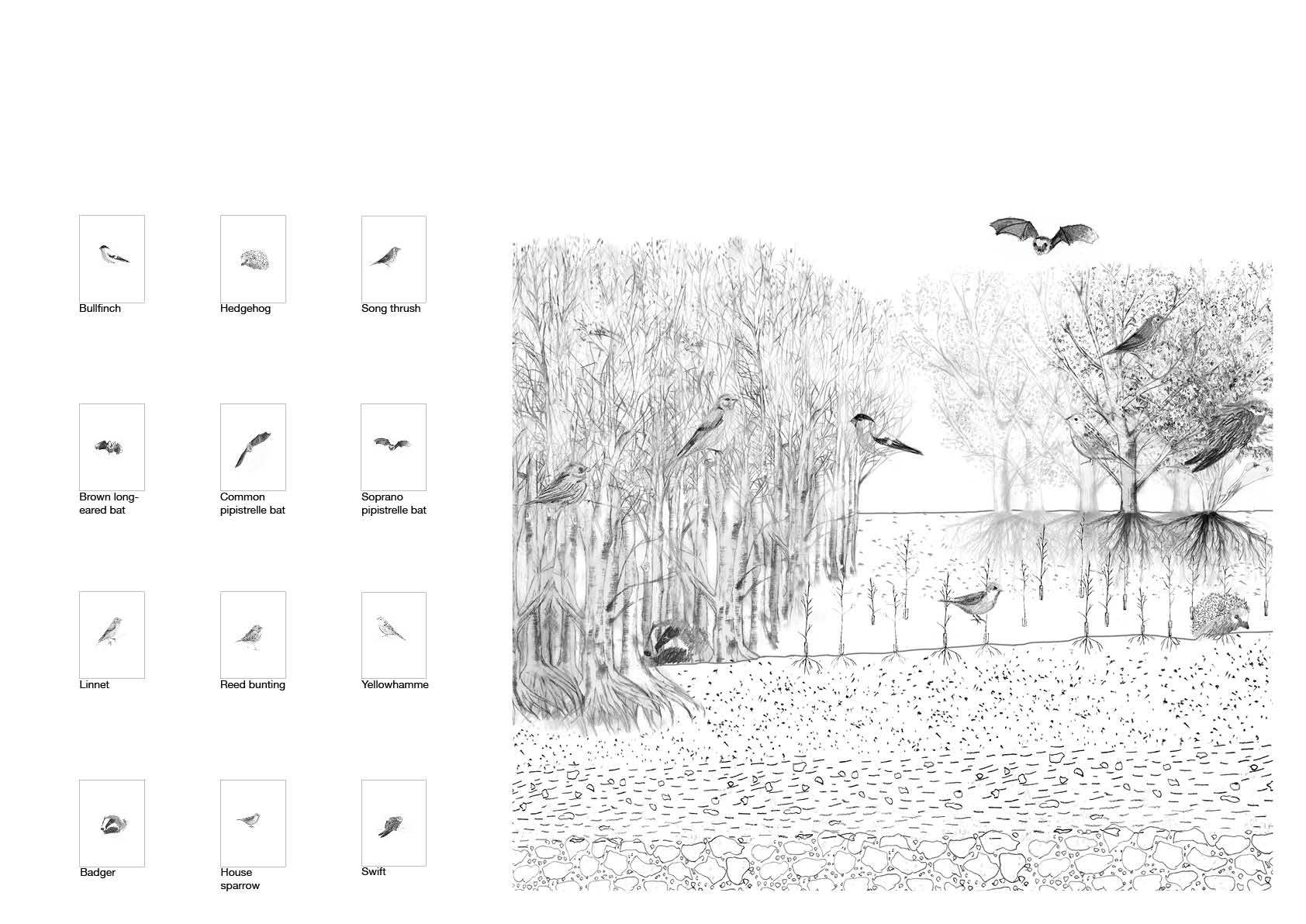 Yunfang_Xu_Ratho Library_Biodiversity