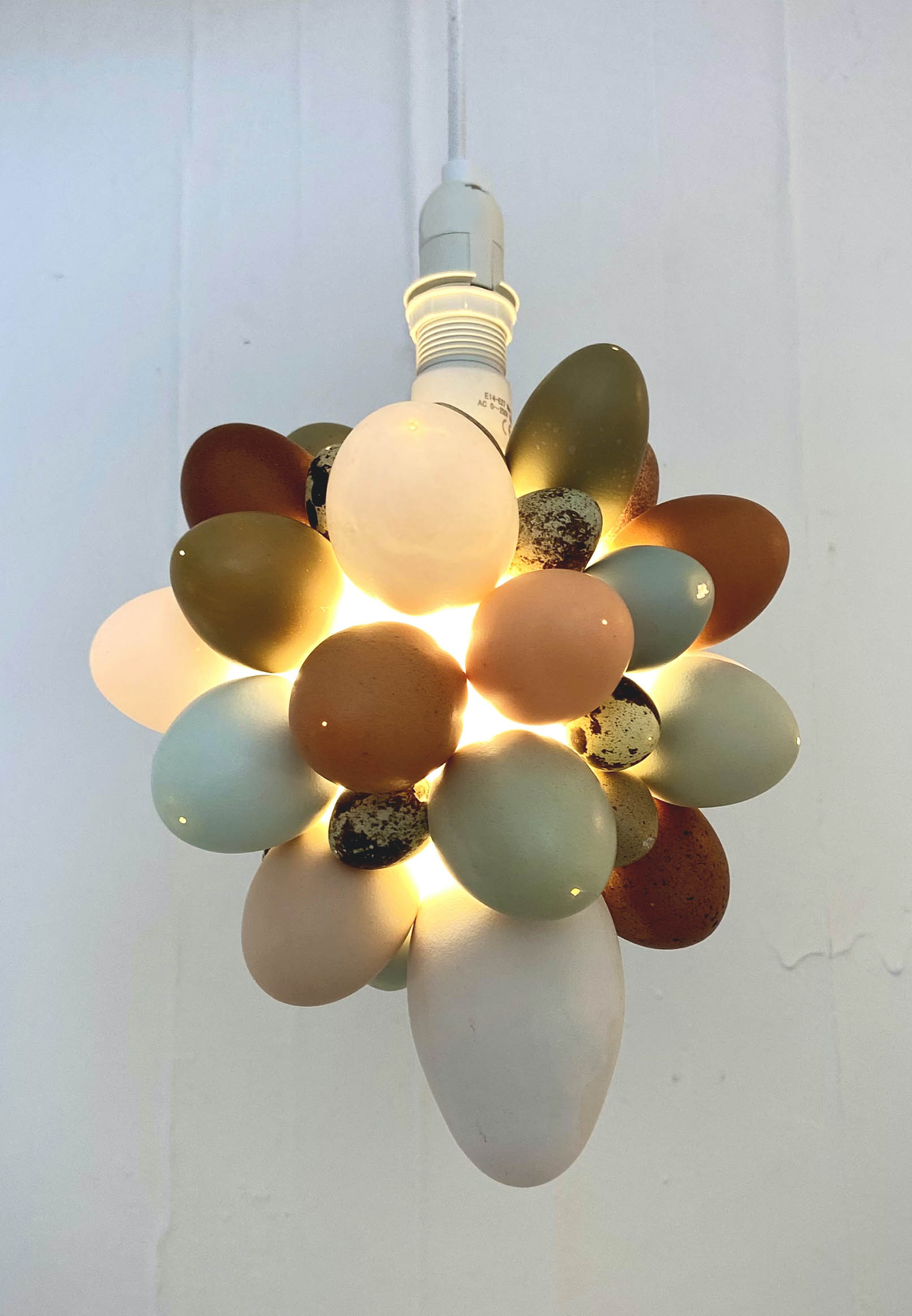 Close-up Illuminated Egg Shell Cluster