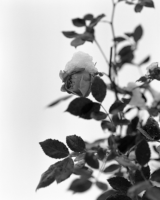 Photograph of a snow coated rose in black and white