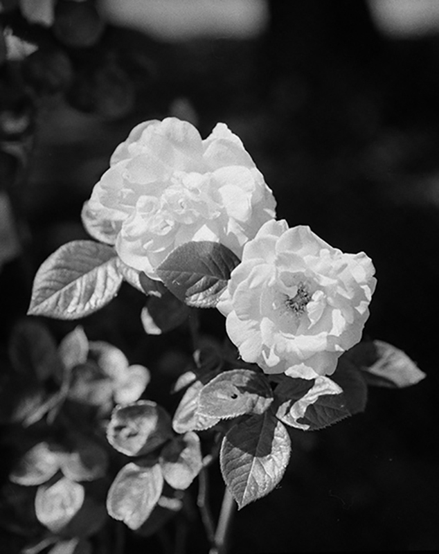 Photograph of a flower in black and white