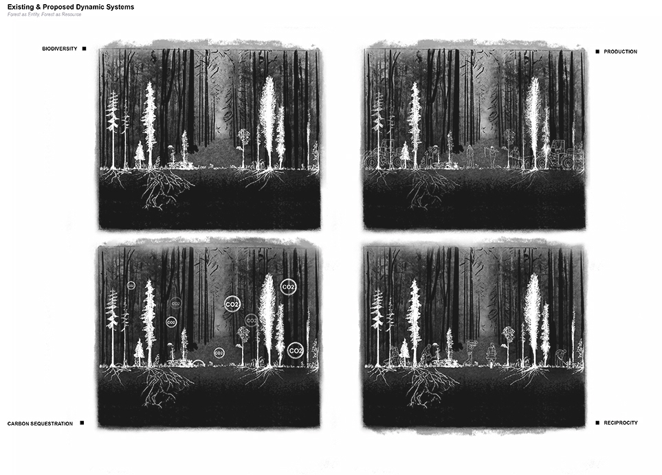 Dynamic Systems Mapping - understanding the existing human and non-human factors at play within the Black Isle's Woodland