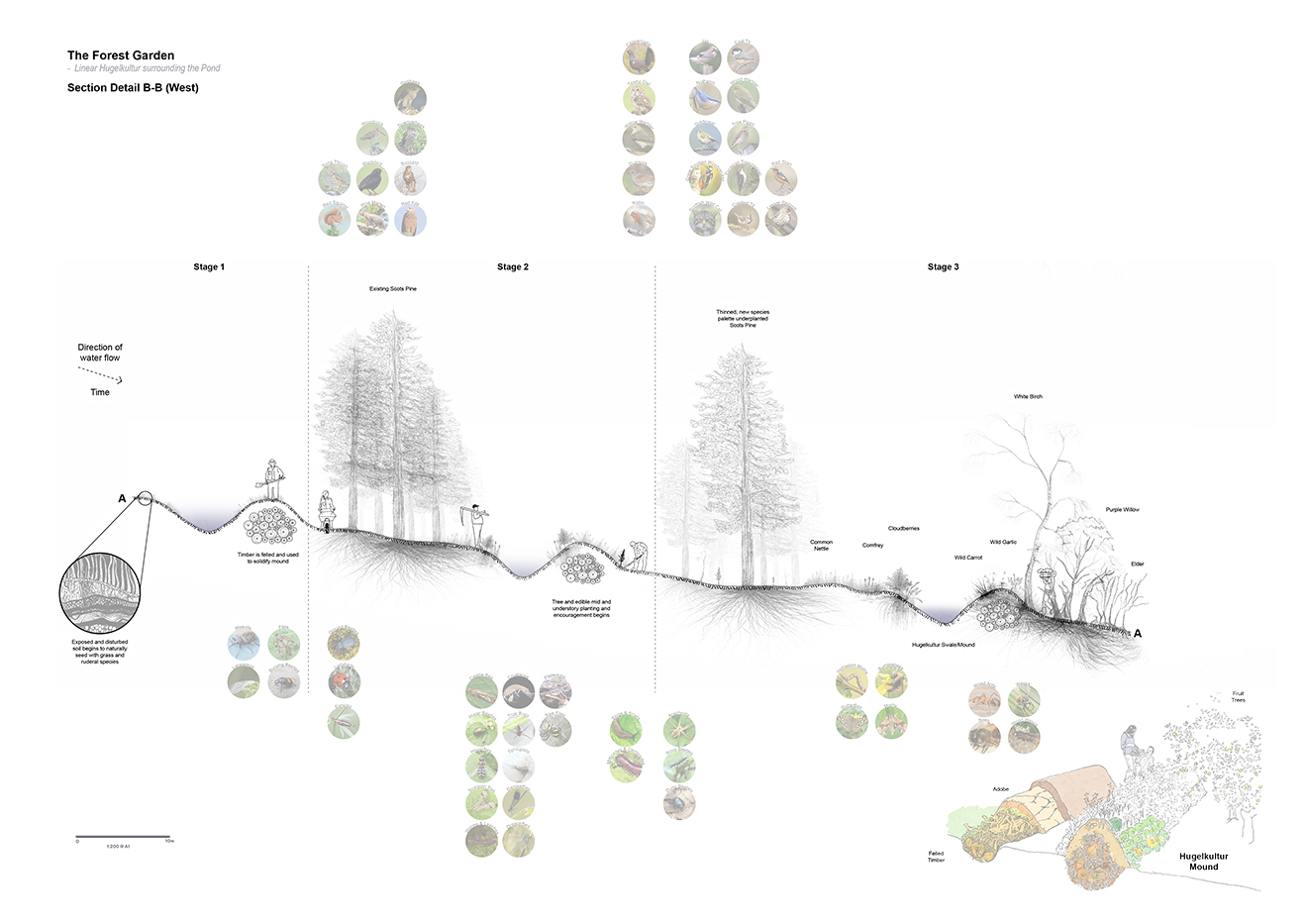 Hugelkultur Mounds Encouraging Greater Species Diversity - as well as greater foraging potential