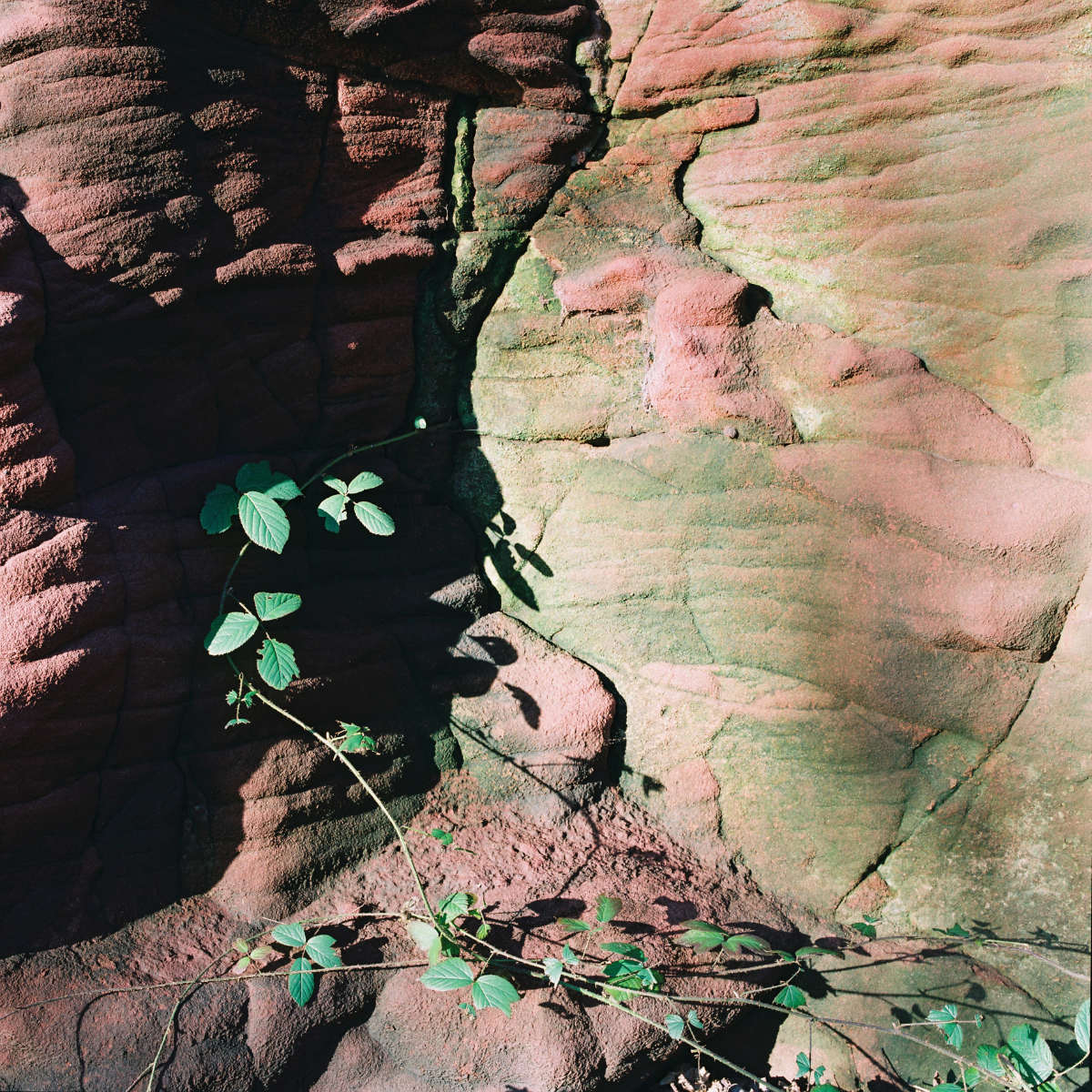 Film m lm photograph of climbing ivy at former Michael Colliery site 