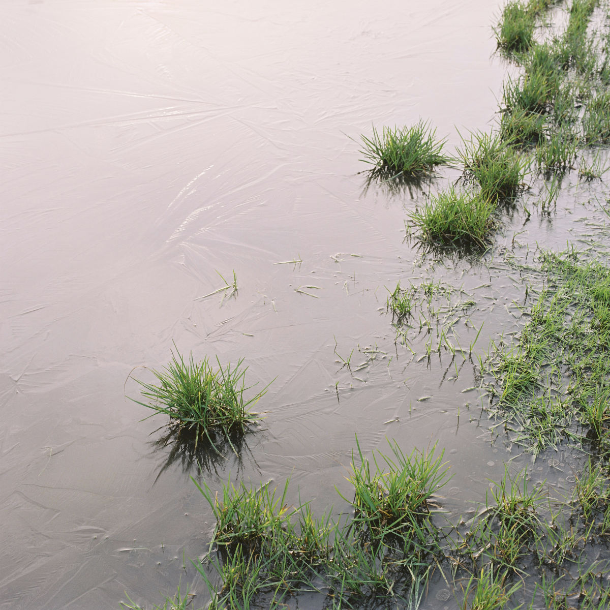 Film photograph of grass protruding water at former Michael Colliery site 