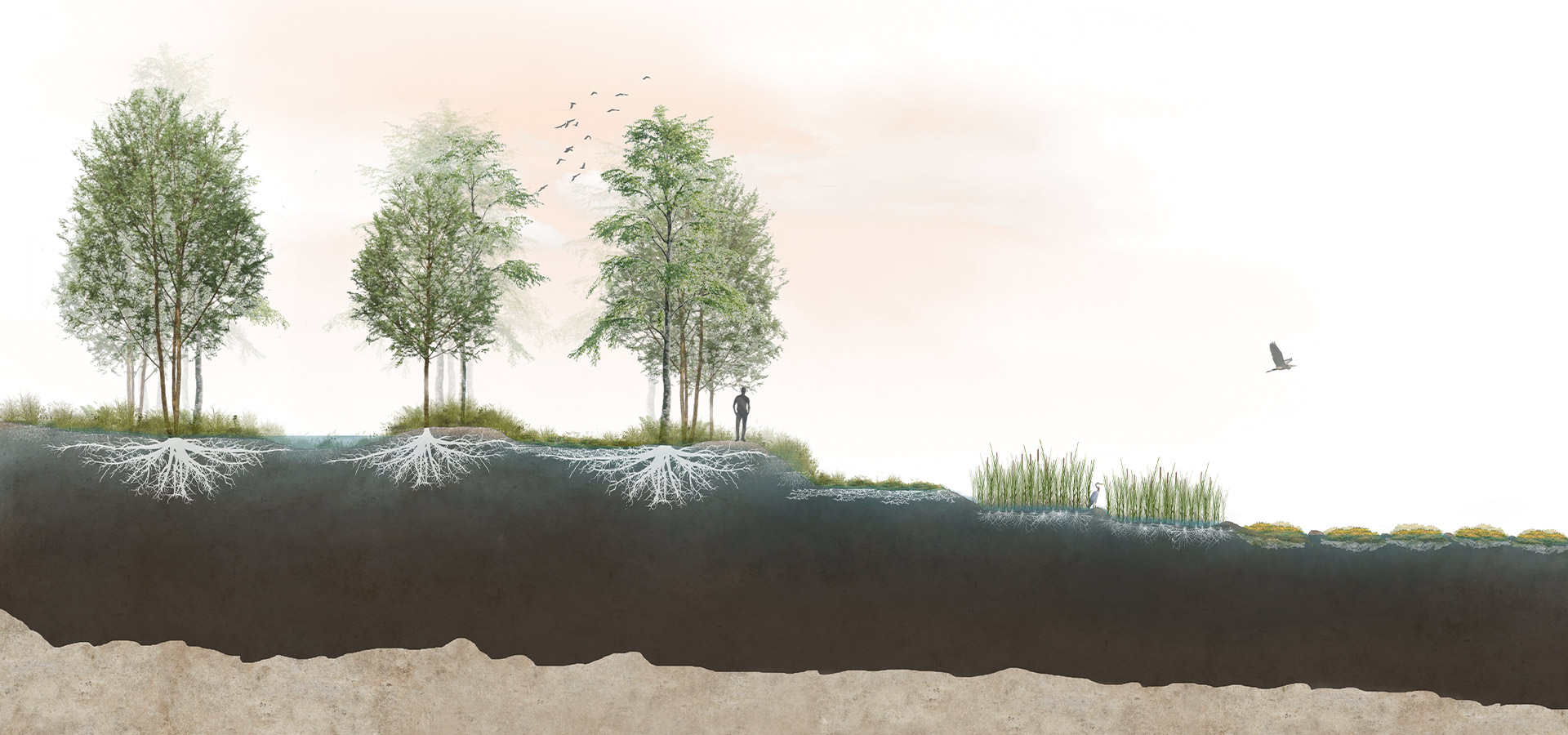 Cultivated Carbon: Paludiculture