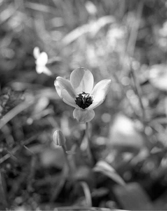 Photograph of a flower in black and white