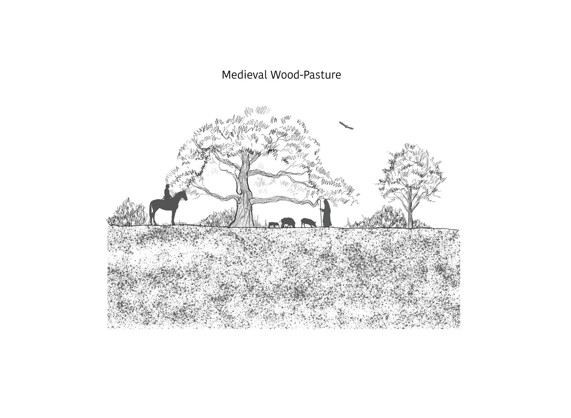 Agricultural Legacy 1 | Medieval Wood-Pasture