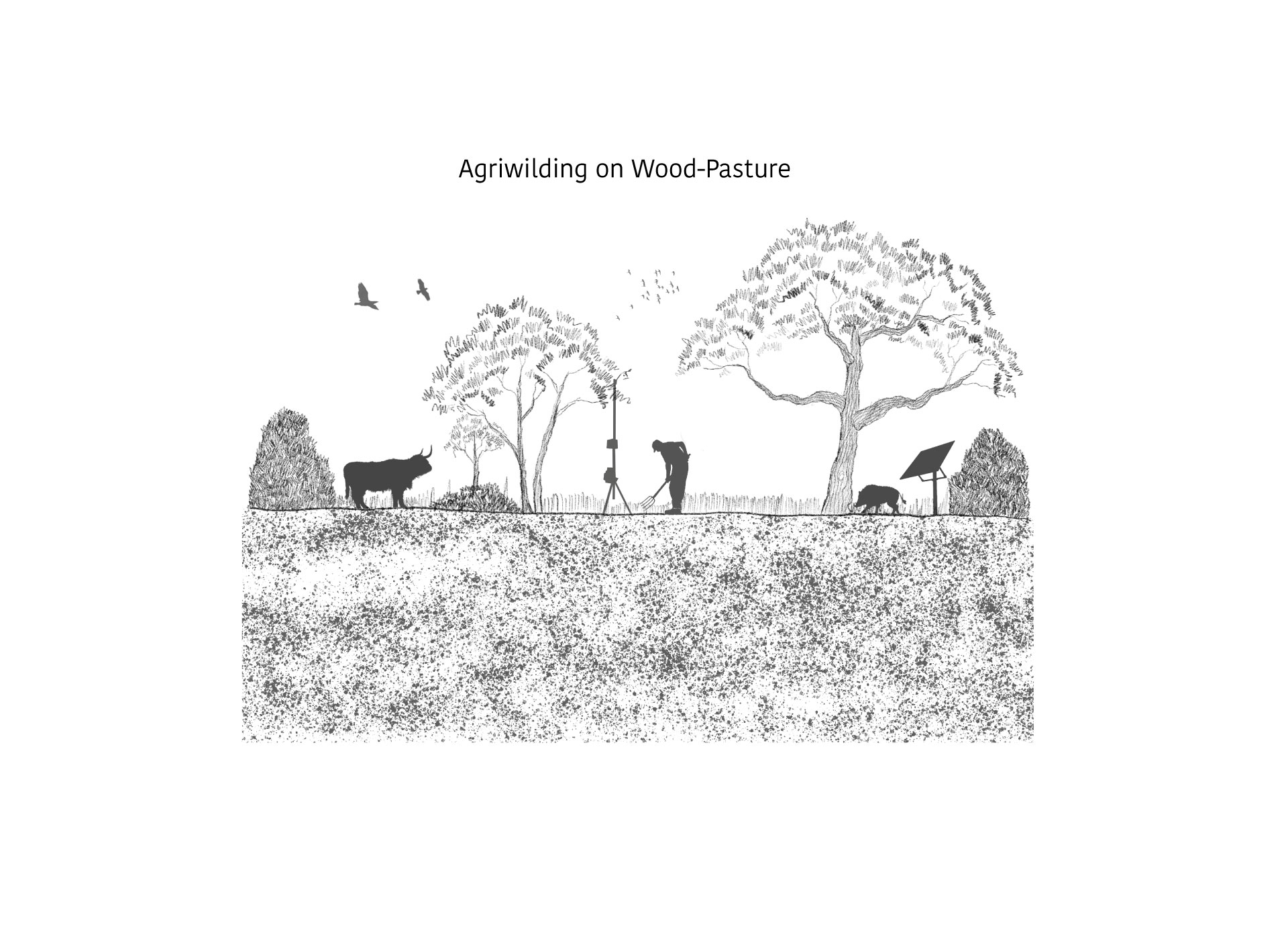 Agricultural Legacy 5 | Agriwilding on Wood-Pasture