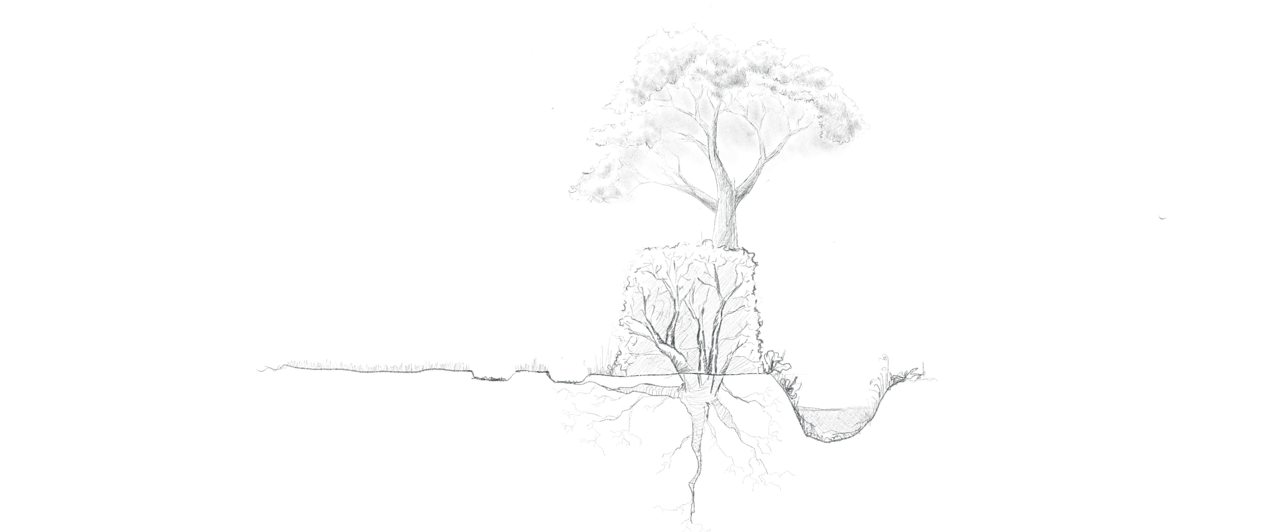 Wilding on Agricultural Land 1