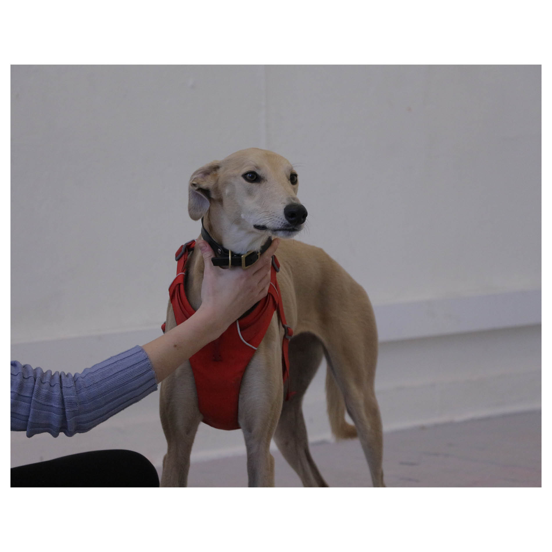 Leash, Control, Mouvement. Installation - Edinburgh College of Art. November 2020.  Photography: Kathrine Cutler-McKenzie and Benjamin Caro. Waiting room chairs, orange bag, metal bars, pen, vertical blinds, greyhound, plastic fabric.