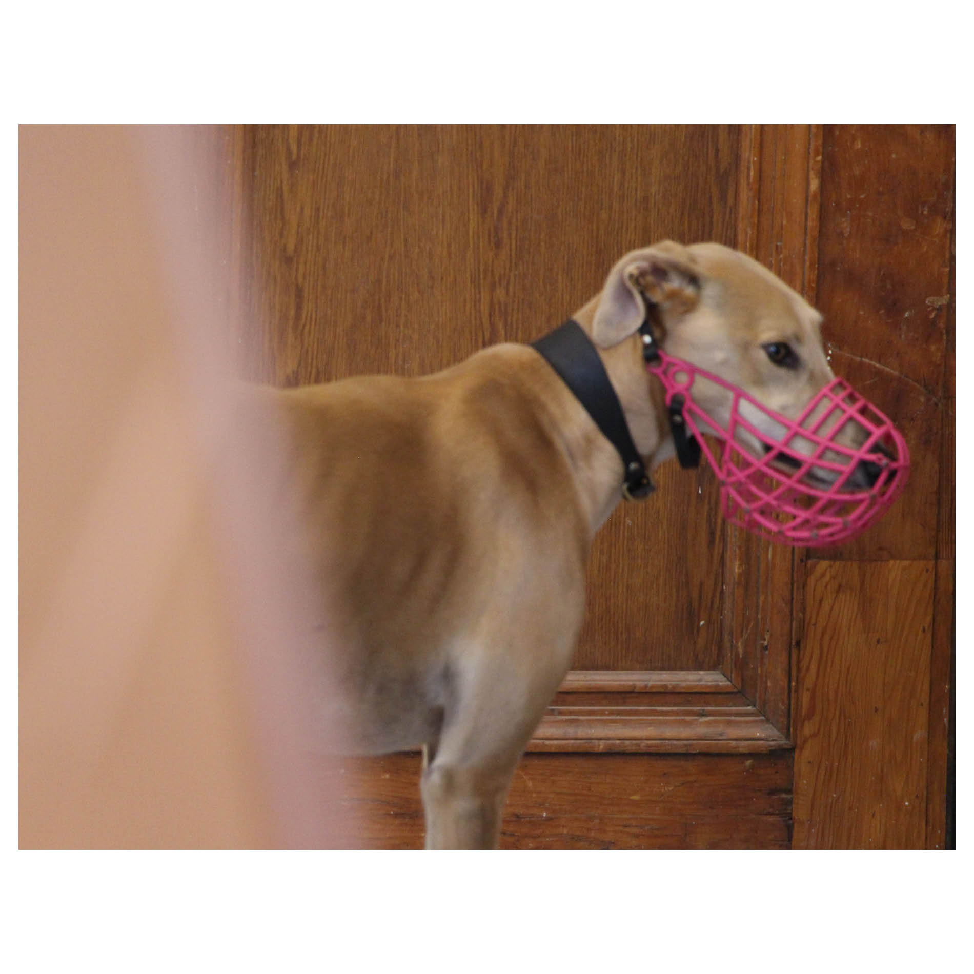 Leash, Control, Mouvement. Installation - Edinburgh College of Art. November 2020.  Photography: Kathrine Cutler-McKenzie and Benjamin Caro. Waiting room chairs, orange bag, metal bars, pen, vertical blinds, greyhound, plastic fabric.