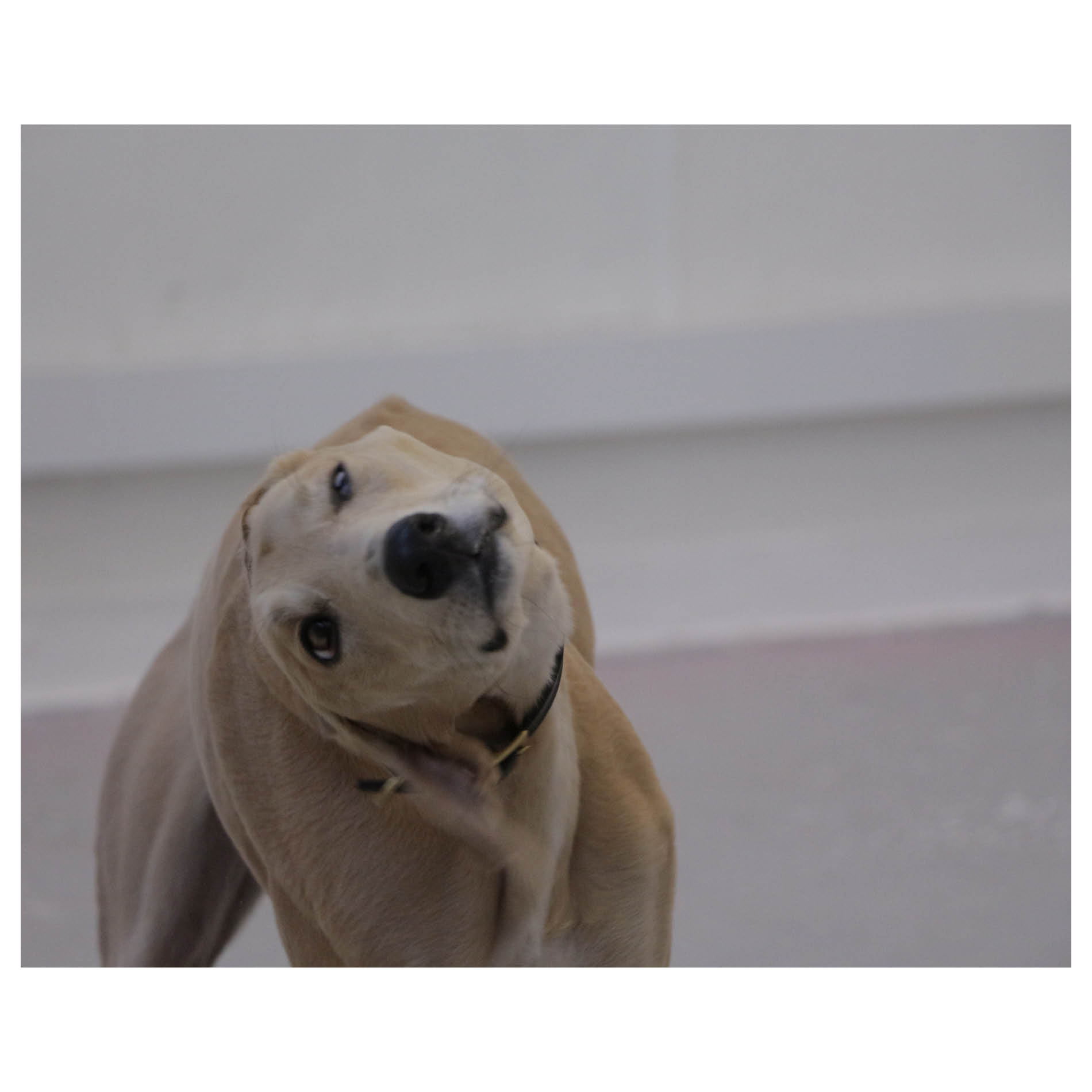 Leash, Control, Mouvement. Installation - Edinburgh College of Art. November 2020.  Photography: Kathrine Cutler-McKenzie and Benjamin Caro. Waiting room chairs, orange bag, metal bars, pen, vertical blinds, greyhound, plastic fabric.