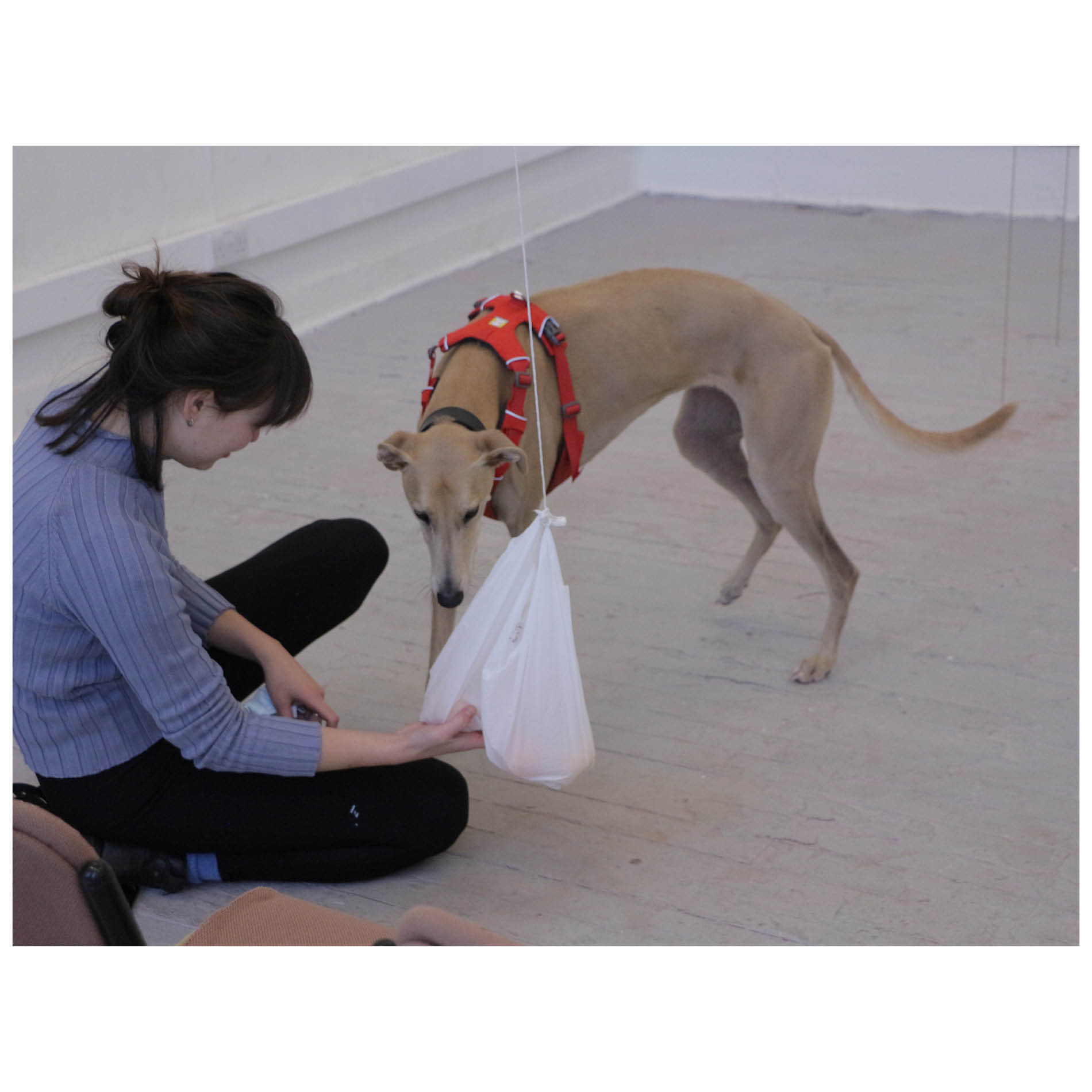 Leash, Control, Mouvement. Installation - Edinburgh College of Art. November 2020.  Photography: Kathrine Cutler-McKenzie and Benjamin Caro. Waiting room chairs, orange bag, metal bars, pen, vertical blinds, greyhound, plastic fabric.