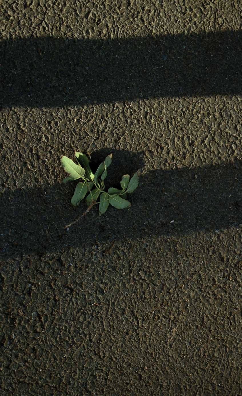 leaf on the ground 