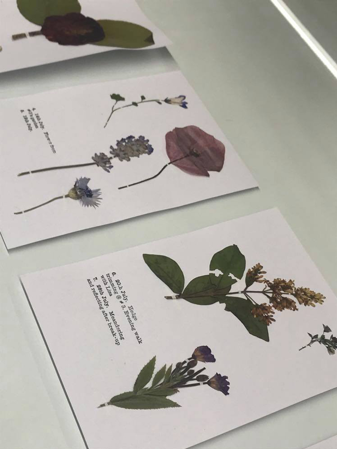 A snapshot of personal diary entries in letterpress with pressed flora mementos. 