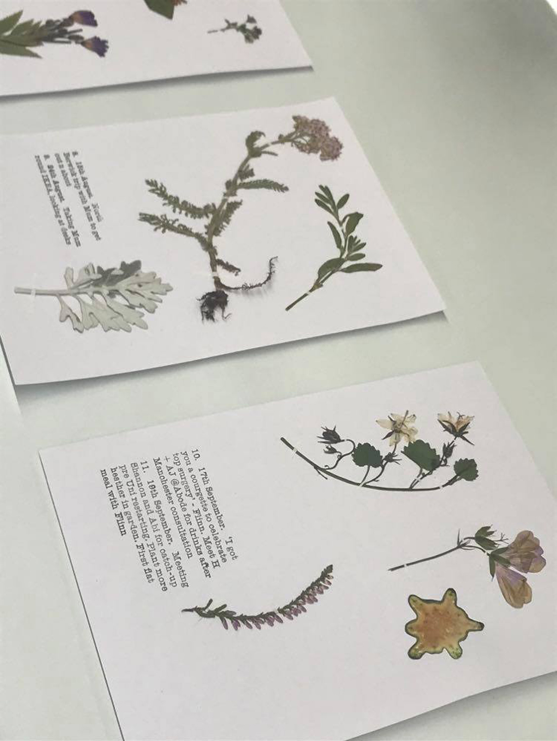 A snapshot of personal diary entries in letterpress with pressed flora mementos. 