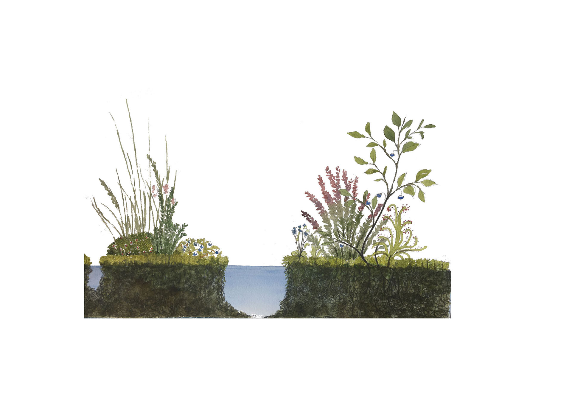 Peat bogs store water, carbon and are biodiversity hot spots