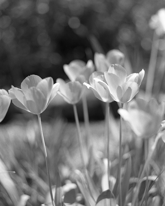 Photograph of a flower in black and white