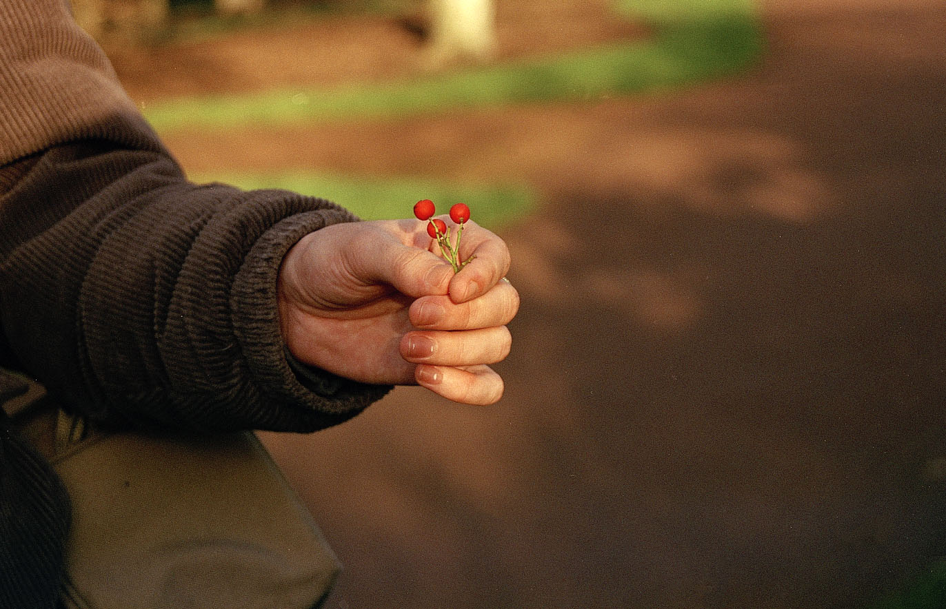 image of a hand holding red berries 