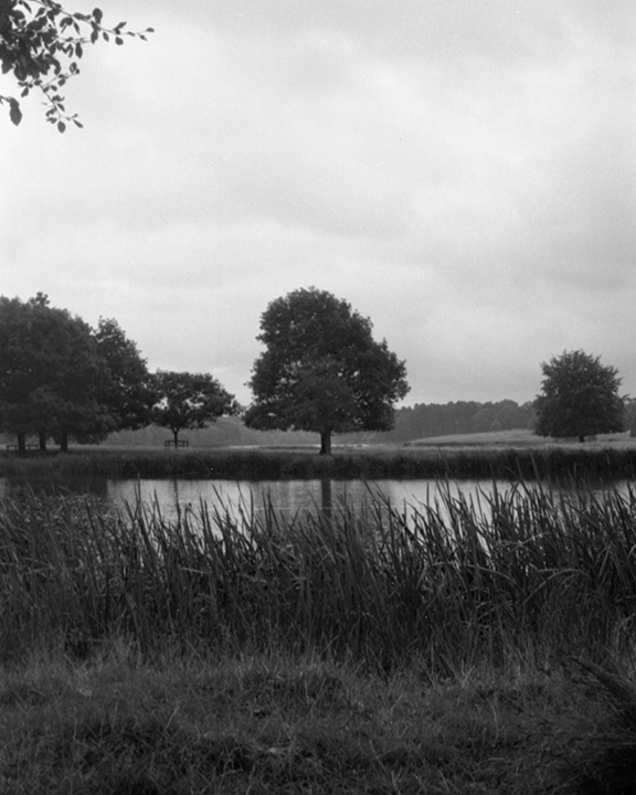 Photograph of a large lake and singular tree