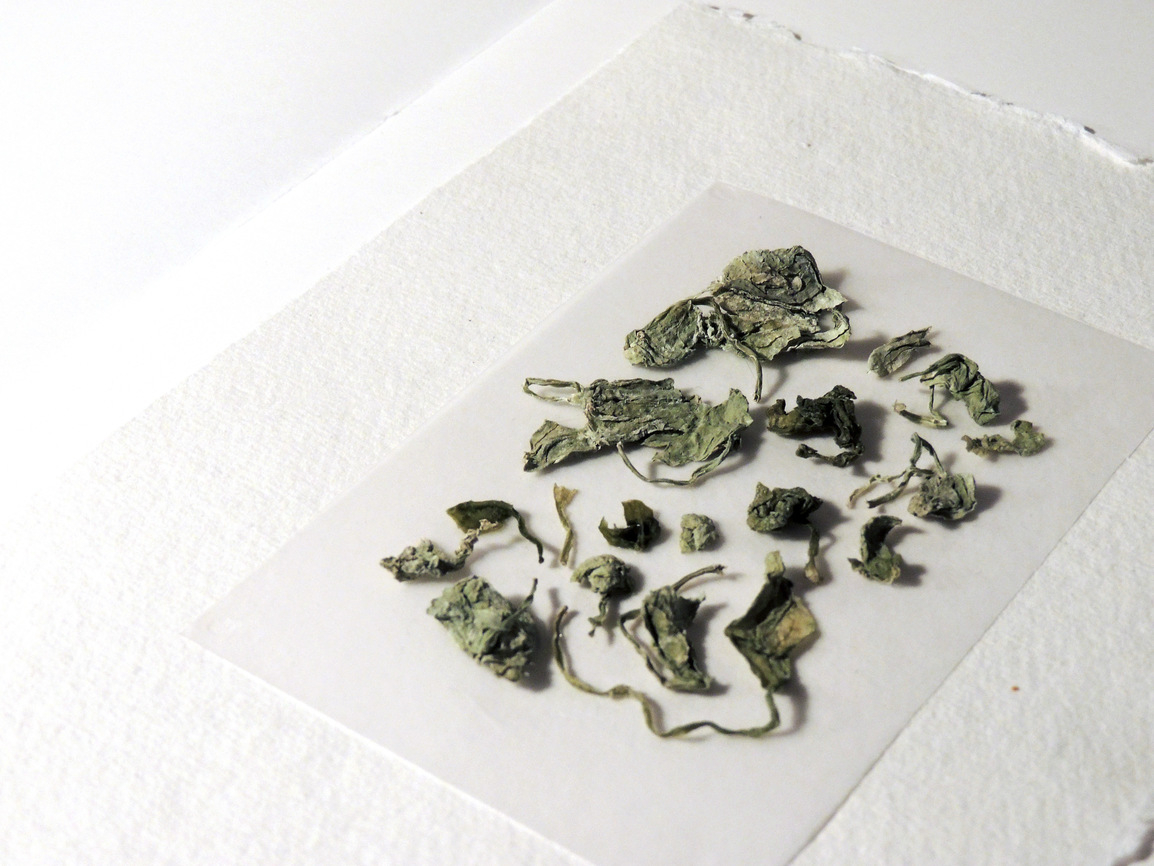 "How To: Women's Preservation & Its Recipes" (sample of dried spinach), mixed media, 2021.