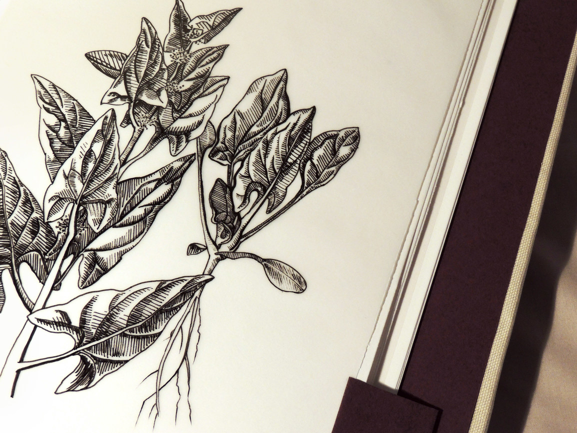 "How To: Women's Preservation & Its Recipes" (botanical illustration of spinach as section cover), mixed media, 2021.