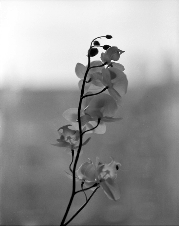 Photograph of an orchid in black and white