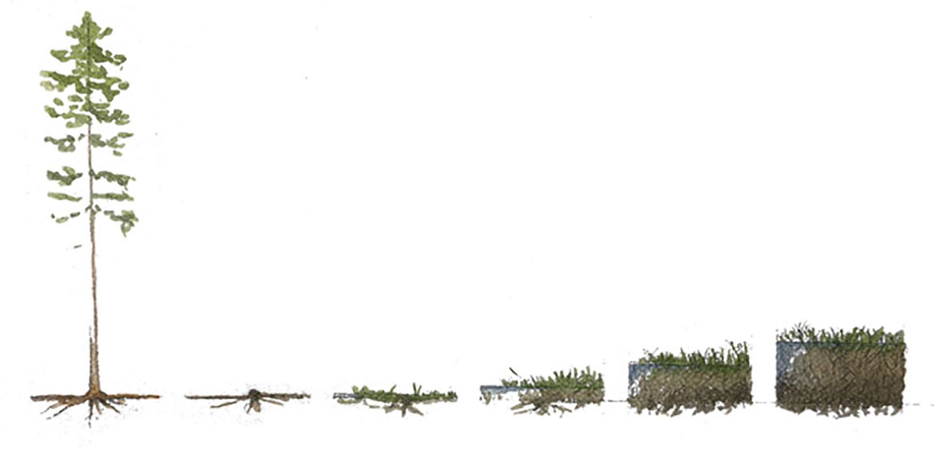 Peat bog cross section step by step 