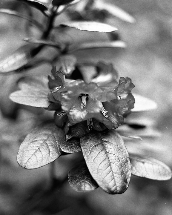 Photograph of a flower in black and white