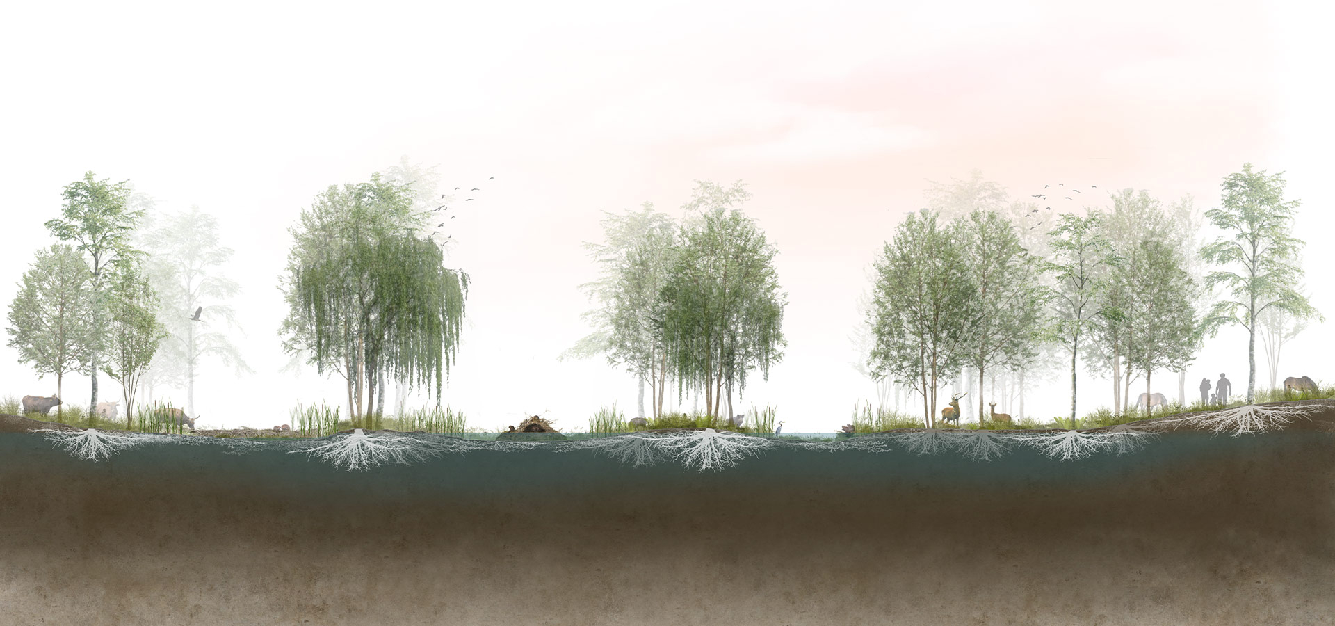 Wild Carbon: Beaver-engineered riparian woodland