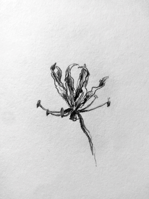 Graphite pencil drawing. 