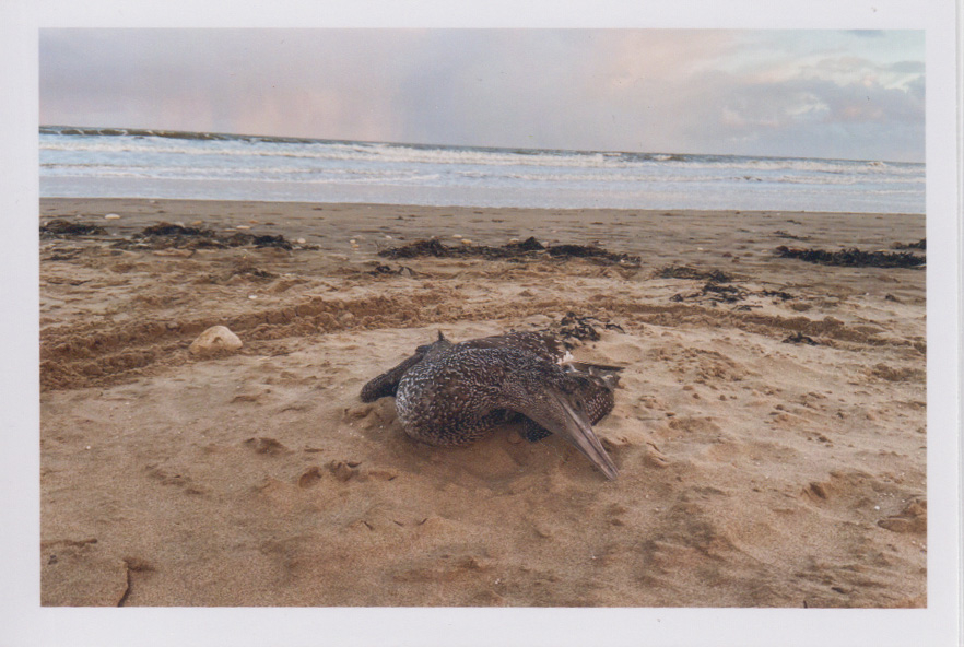 A photograph of a juvenile gannet, washed up on a sandy beach during a winter storm - the sea is still