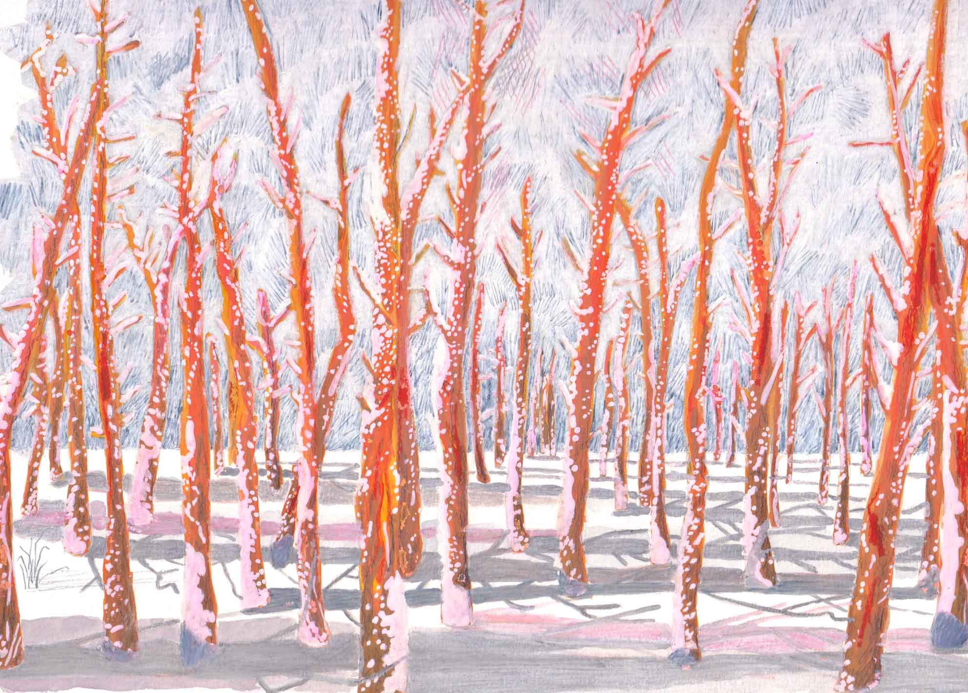 A drawing of a forest in the snow. The trees are orange and cast long shadows on the snow.
