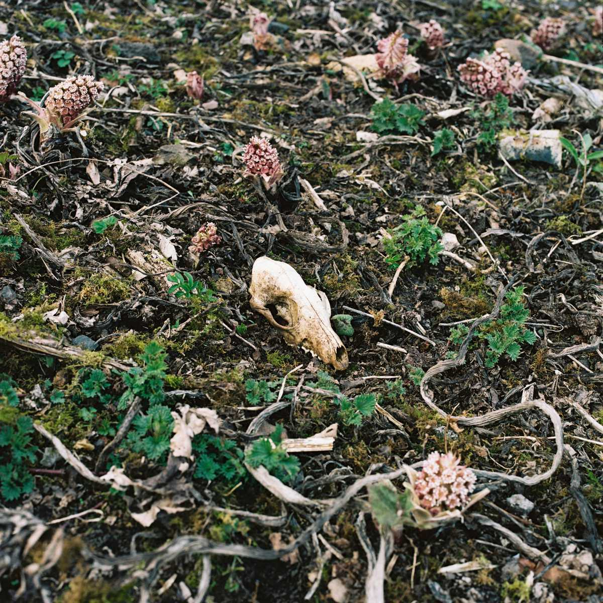 A film photograph of the former Michael Colliery landscape with a rabbit's skull and surrounding butterbur flowers 